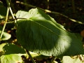 Fallopia sachalinensis IMG_1054 Rdest sachaliński